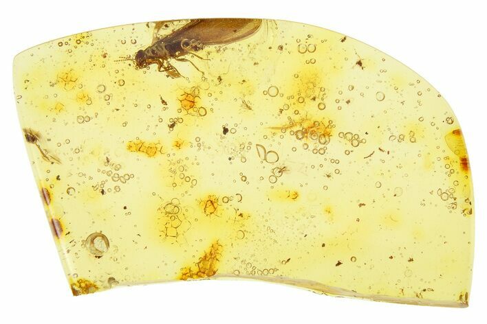 Polished Colombian Copal ( g) - Winged Termite! #281409